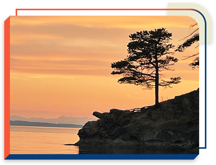 1 A tree on the shore of a body of water