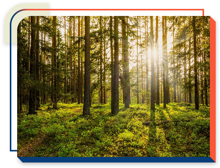 re A forest with sun shining through the trees.